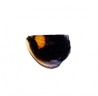 C Orites Hind Wing